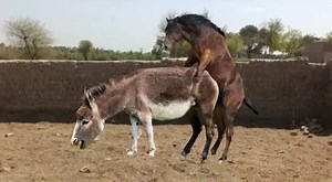 donkey and horse first time meeting treatment video / #animals