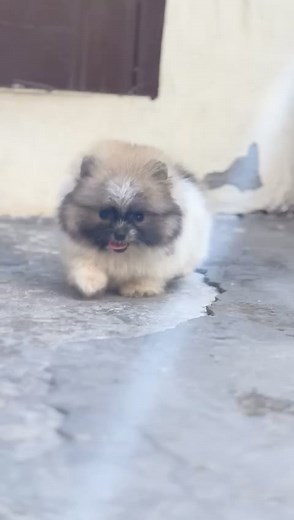 5.2K views · 26 reactions | It's Cotton Or Puppy | Toy Pom Puppy 094646 76767 | ‎@MakeMyPet | #makemypet #toypom #toybreeds | Make My Pet | Facebook