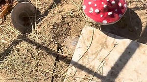 11K views · 254 reactions | Ever wondered what a day in the life of...