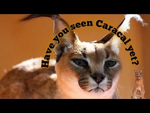 Caracal made a pet 😯