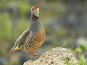 493 reactions · 286 shares | I Love Hunting on Reels | Facebook