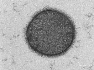 Glycocalyx - Alchetron, The Free Social Encyclopedia