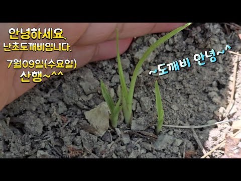 July 09 (Wednesday) Orchid Goblin solo hike~^^4k