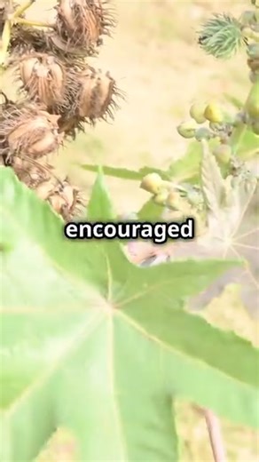 The history of the Ricinus communis aka the Castor oil Plant #history #botany #herbalisim #information #foryou | Folk Medicine And Remedies