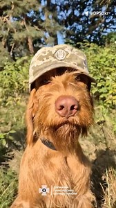 25K views · 2.4K reactions | Meet Ruby devotedly serving with the Ukrainian Border Guards. | In Ukraine | Facebook