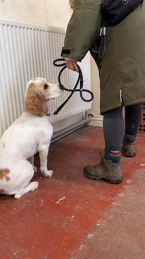 SOUND ON 🔊 Scent Detection ASMR 👂 Yesterday we mic’ed up Opal to capture her nose at work!! 👃 Opal has been absolutely smashing her scent detection classes with Wuffalo Walks and Talks ! She’s now on class 18 and has completed full room searches, tackled luggage searches, and continues to ace “the wall” 🧱 From area searches to sit indications and holding with the scent until released with the clicker, this girl is well on her way to police-dog level skills 👮‍♀️ | Ellie's Happy Paw Services