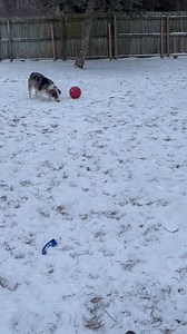 Bed & Biscuit Pet Lodging on Reels | Facebook