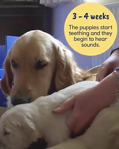 What happens in the first few weeks after our guide dog puppies are born? Our future life-changers stay in their cosy nest with their guide dog mum until they're at least seven-weeks-old, and during this time they grow, develop and start to explore! ✨🦮 🐶 From birth to one week old: Mum provides warmth, comfort, food and protection. 🐶 One to two weeks: The puppies start to move around more and develop their senses. 🐶 Two to three weeks: Their eyes start to open and become more aware of their 