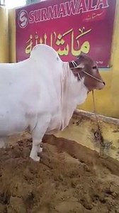 52 reactions | MASHA ALLAH SURMA WALA CATTLE 2018 Behtreen Janwar tayar keye hain Ap sab Zaror visit karain ShaHussain | Bakra Eid In pakistan | Facebook