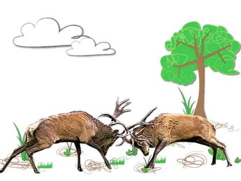 Understanding Evolution - Sexual Selection