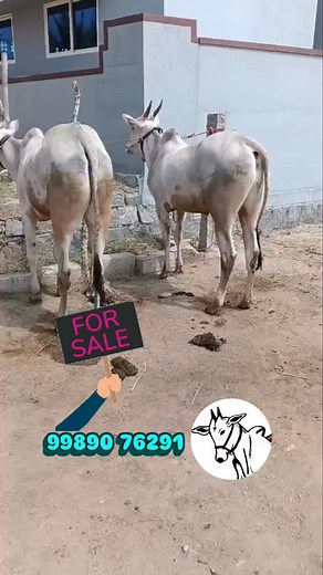 Hallikar Babu Reddy Venu on Reels