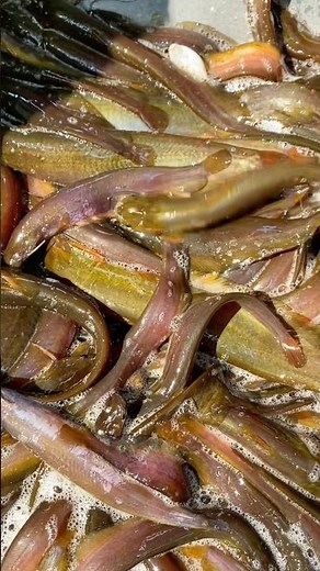 Local jeol fish is 300 taka per kg! 😱 #viral #fishing #villagelife
