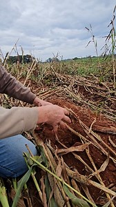 Adubação verde e conservação do solo é sustentabilidade, é garantia de sustento para as futuras gerações. | Por Dentro da Safra