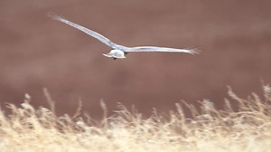 Northern Harrier hunting in a field of heavy vegetation. | Wildlife throughhopeseyes.