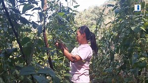1.2K views | #GulayanSaBarangay | The town of Lagawe in Ifugao started the municipal search for the Best Gulayan sa Barangay of the Pantawid Pamilyang Pilipino Program. The GSB was integrated as part of the initiative of the 4Ps in ensuring that the beneficiaries have sufficient nutritious food available on their tables to combat the pressing problems of malnutrition and hunger. #foodsecurity | #4Ps | #BagongPilipinas | Philippine Information Agency Cordillera Administrative Region | Facebook
