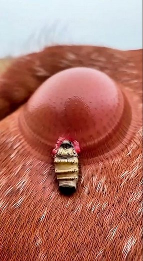 WarbleFlyCam Vlog : Tiny Camera on Cattle Warble – Hypoderma Larva Migration