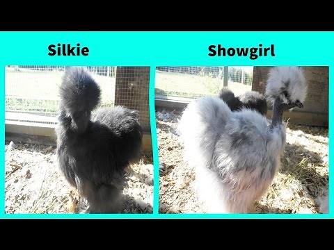 Blue Silkie chickens & Showgirls + coop tour