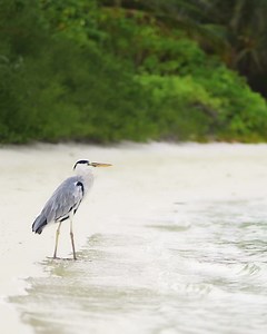 Hideaway Beach Resort & Spa Maldives on Reels | Facebook