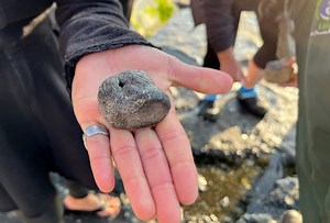 Chilean beachgoers become guardians of Elasmosaurus fossils