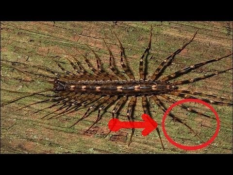 絶対にゲジゲジを退治してはいけない理由4選