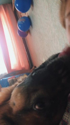 Bonding Moments: German Shepherd and Owner Together