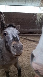 11K views · 402 reactions | 藍 wenn ich jetzt noch eine Katze und einen Hahn finde... Ich liebe diese verrückte Bande  | Labradorzucht Schaumburg | Facebook