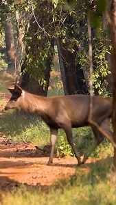 No comment ;) _planettiger_ Good evening 😘 @_planettiger_ #_planettiger_ #planettiger #planetetigre I by @himanshubagde_wildlife # Emerald Forest of MP .. Panna #tigersofindia #tiger #bbcwildlifepotd #discoverychannel #nature #naturephotography #habitat #landscape #earthcapture #sanctuaryasia #nif #canonindia #bigcatsofinstagram #panna #photooftheday #safariwithsid @bbcwildlitemagazine @discovery @bbcearth @indianwildlifeofficial | Planet Tiger