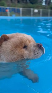 Swimming.... Cre: kurizo_chow | Chow Chow Overload