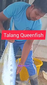 Talang Queenfish চাপাকড়ি #seafish #bdfishing #fishingvesselbd | মাছের মেলা Fish Fair