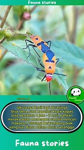 6.8K views · 40 reactions | Kepik kapas atau pucung (Dysdercus...