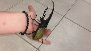 Hercules beetle flying, the largest known beetle species, it can lift up to 100 times its body mass