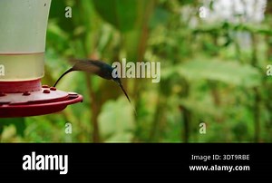 Hummingbird drinking feeding nectaring at feeder