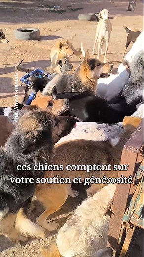 ‼️Besoin de vous , les Amis pour réussir l'objectif de notre collecte des croquettes TRIBE ACTION ( 308 sacs de 3 kgs équivalent de 46 sacs de 20,kgs ) les chiens à la pension ainsi que ceux à la rue comptent sur vous et moi, s'il vous plaît ne les laissez pas tomber, il reste seulement 6 jours avant la clôture de la collecte. Si vous ne pouvez pas acheter, partagez sera la moindre des choses. Merci. https://www.tribeaction.com/fr/r/PN1vpUpo/ PayPal : PayPal.me/ourstreetanimals #pourtoi #adoptdo