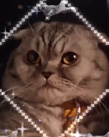 1.2K views · 21 reactions | Don't let the cat out of the bag 狼 #ArgylleMovie in cinemas NOW | Universal Pictures | Facebook