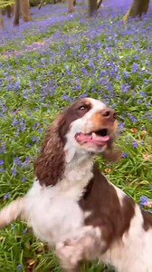 This Spaniel Dancing Through Bluebells Is Pure Joy 💙🐾 | Pawsome Stories