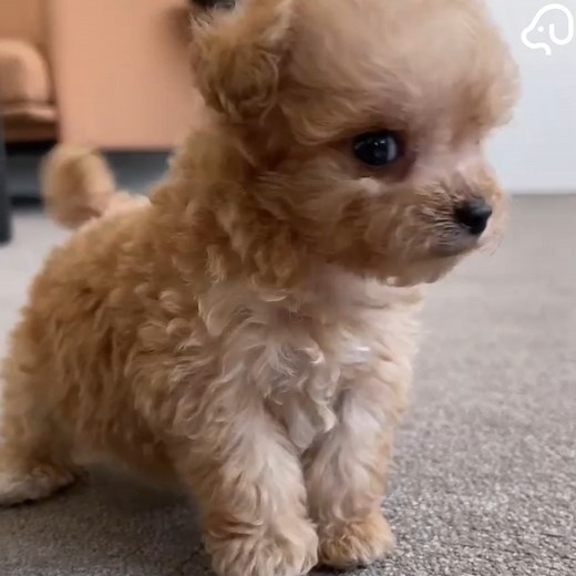 Cutest Puppies Ever ❤ | DoggieBuzz