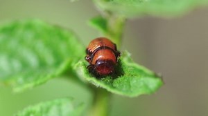 Colorado Potato Beetle Eats Potato Crop: video de stock (totalmente libre de regalías) 1032945071 | Shutterstock