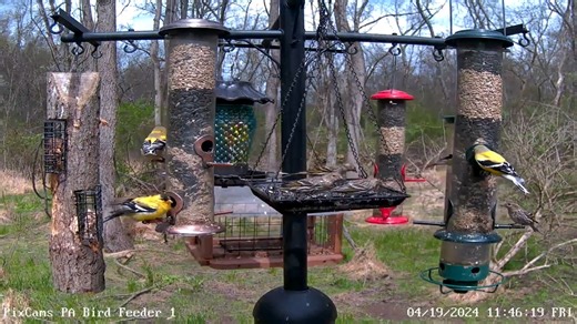 2.4K views · 47 reactions | We had a small flock of 6-8 pine siskins come into feed on PA Bird Feeder 1 this morning. These are migrating north to Canada to breed now. This is a species we do not see that often. You can watch PA Bird Feeder 1 live here: https://pixcams.com/pa-bird-feeder-1/ | PixCams | Facebook