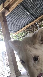 Ruka #mccarthyswildlifesanctuary | McCarthys Wildlife Sanctuary