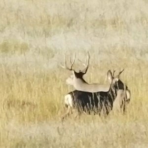 If you're looking for a 2018/2019 mule deer hunt, come hunt with us in Western Nebraska! Over the counter permits, mule deer/whitetail combo hunts, archery antelope/mule deer or archery antelope/whitetail hunts are being scheduled now. Contact us for more details. 308.991.8456. #yourhuntourfocus #hunthpo #muledeerhunting #bookingnow☎️ | Heartland Pride Outfitters