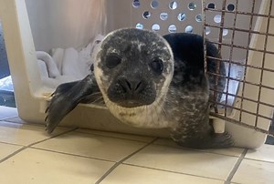 The common seal pup season at Hillswick Wildlife Sanctuary began today with the arrival of our first local rescue since 2021. This pup was found climbing onto a feed pipe at the Scottish Sea Farms Ltd salmon cages in Gonfirth this afternoon. The men that found her waited to see if a mother was anywhere nearby before bringing her ashore and calling Vhairi Graham from the Scottish SPCA to collect her. Vhairi picked her up and by pure chance met us at the Brae Co-op car park as we were driving back