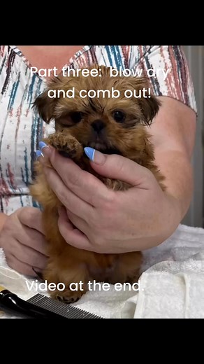 Part three | TeddyBear Shih Tzu