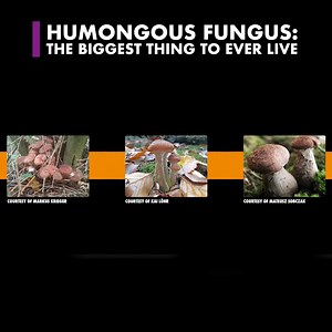18 reactions | The Humongous Fungus is a the largest living organism in the world, and the biggest one is the size of 1800 contiguous football fields. #fungus #wildlife #naturelover #natureheals #nature | Animalogic | Facebook