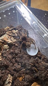 How tarantulas grow 🌱 | Tarantula Kat