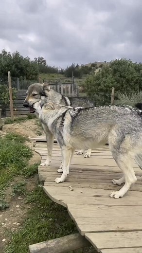 Please don't move without giving them a little Love!🥹🩷 . . . . #jenniferlopez #wolf #wolves #usa #alexandradaddario #AngelinaJolie #MeganFox #margotrobbie #love #chrisevans #ChristianBale #AnneHathway #BrieLarson #reelschallenge #ScarlettJohansson #elizabetholsen #JenniferLopez #JenniferAniston #JenniferLawrence #priyankachopra #KristenStewart #HaileeSteinfeld #emiliaclarke #galgadot #wonderwoman #DC #mcu #MeganFox #kyliejenner #kimkardashian #kendalljennerfansRating | Collins Mary