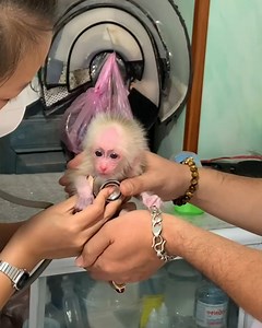 49K views · 948 reactions | Adopt an Abandoned Baby monkey AKA Pneumonia at the veterinary station | Monkey Xuka | Facebook
