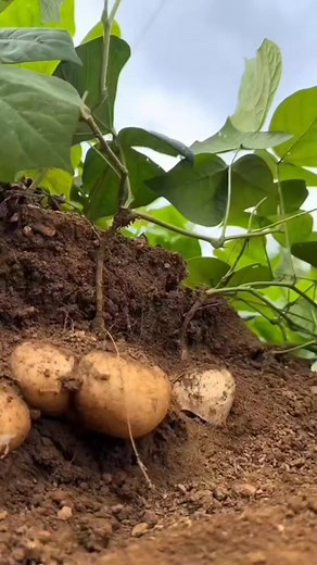 10K views · 64 reactions | Goodmorn8ng mga ka8bigan #viralvideo #dailylife #fbreels #everyone | Kemwah Yan | Facebook