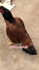 2.6K views · 95 reactions | Call&whats app no 03177411944.. #aseellovers #poultry #aseelmurgha #Babar #AseelFarm #Mianwali | Babar Aseel Farm Mianwali | Facebook