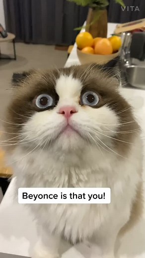 totorothefunnycat on TikTok