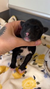 65K views · 11K reactions | It doesn’t get much sweeter than this! ...